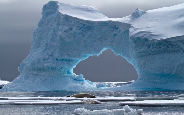 море, лёд, айсберг, животное, арка, антарктида, тюлень, crabeater seal, petermann island, sea, ice, iceberg, animal, arch, antarctica, seal