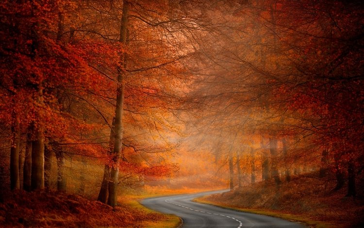 дорога, деревья, природа, осень, road, trees, nature, autumn