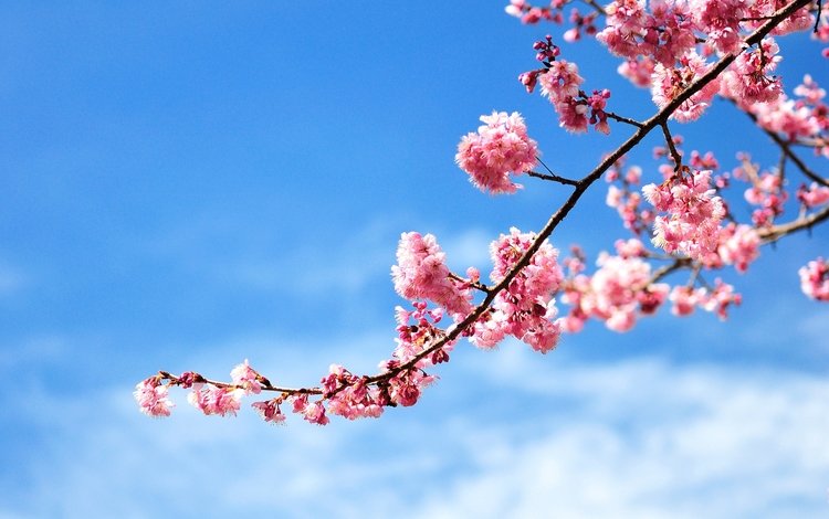 небо, цветы, ветка, цветение, весна, розовые, вишня, the sky, flowers, branch, flowering, spring, pink, cherry