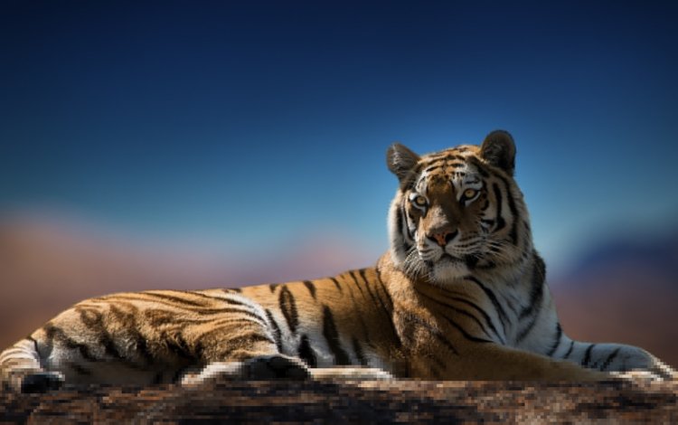 тигр, взгляд, хищник, окрас, tiger, look, predator, color