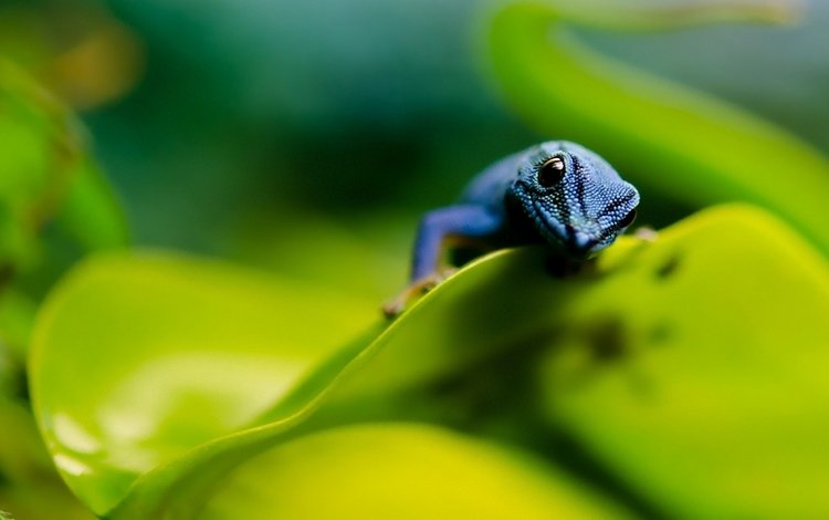 листья, макро, ящерица, синяя, пресмыкающие, leaves, macro, lizard, blue, kowtowing animals: