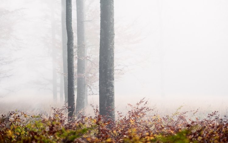 деревья, природа, лес, туман, trees, nature, forest, fog