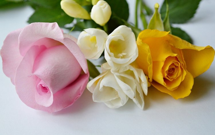 цветы, розы, лепестки, бутон, букет, flowers, roses, petals, bud, bouquet