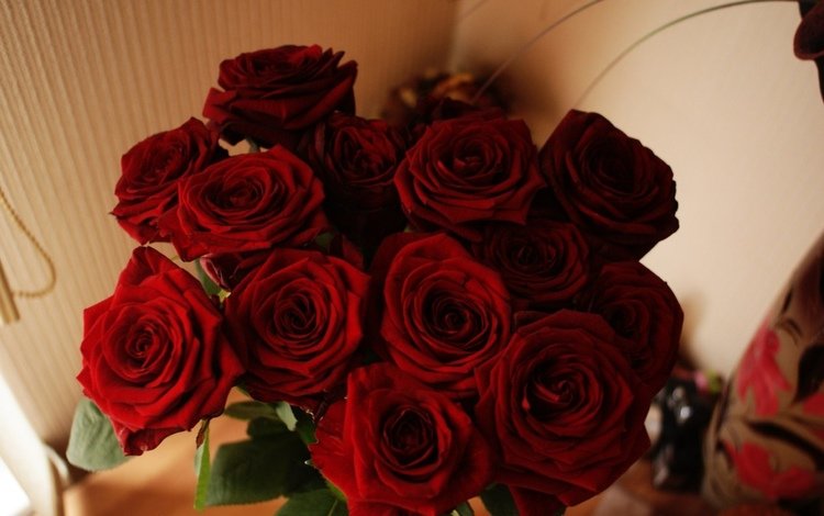 цветы, роза, красная, красная роза, flowers, rose, red, red rose