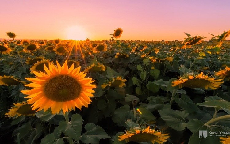 закат, макро, поле, фотограф, подсолнухи, kenji yamamura, sunset, macro, field, photographer, sunflowers