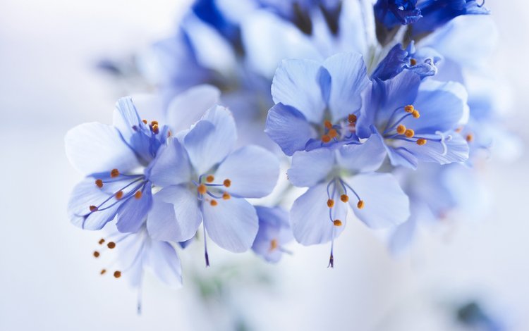 цветы, цветение, макро, лепестки, тычинки, размытость, весна, голубые, flowers, flowering, macro, petals, stamens, blur, spring, blue
