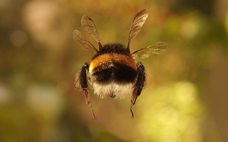 макро, насекомое, фон, крылья, весна, шмель, macro, insect, background, wings, spring, bumblebee