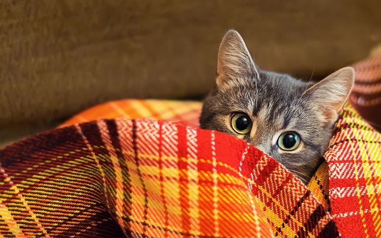 кот, шерсть, взгляд, одеяло, плед, cat, wool, look, blanket, plaid