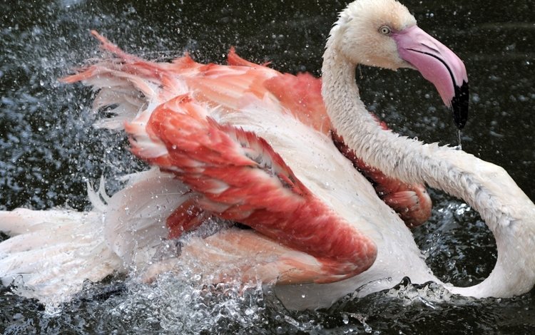 вода, перья, капли, фламинго, цвет, брызги, птица, клюв, розовый, water, feathers, drops, flamingo, color, squirt, bird, beak, pink