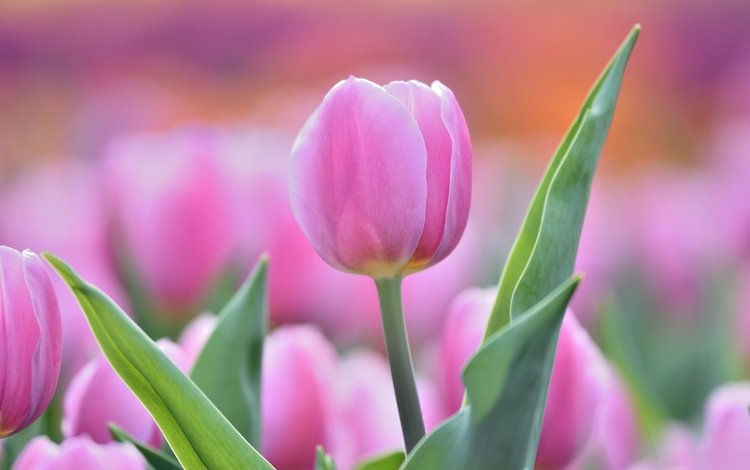 цветы, бутон, розовый, нежность, тюльпан, flowers, bud, pink, tenderness, tulip