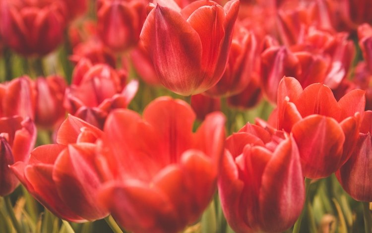 цветы, лепестки, красные, тюльпаны, flowers, petals, red, tulips