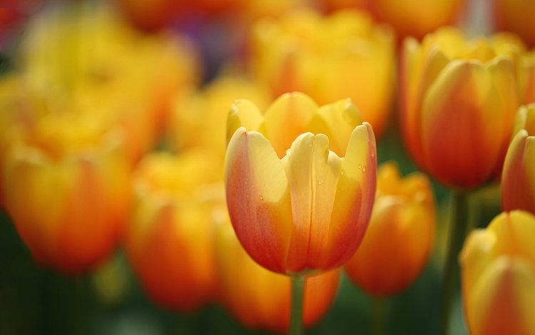 цветы, лепестки, размытость, луг, весна, тюльпаны, flowers, petals, blur, meadow, spring, tulips