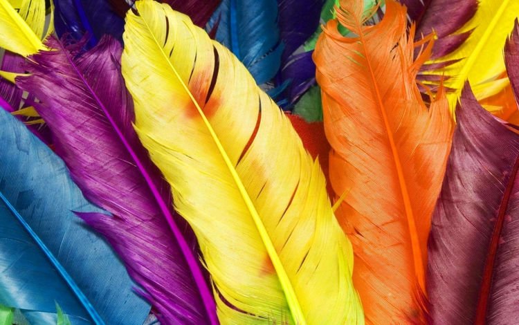 текстура, макро, разноцветные, цвет, перья, яркие, перо, texture, macro, colorful, color, feathers, bright, pen