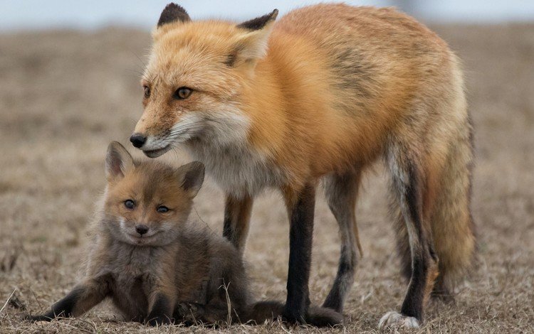 лиса, малыш, лисенок, лисы, fox, baby