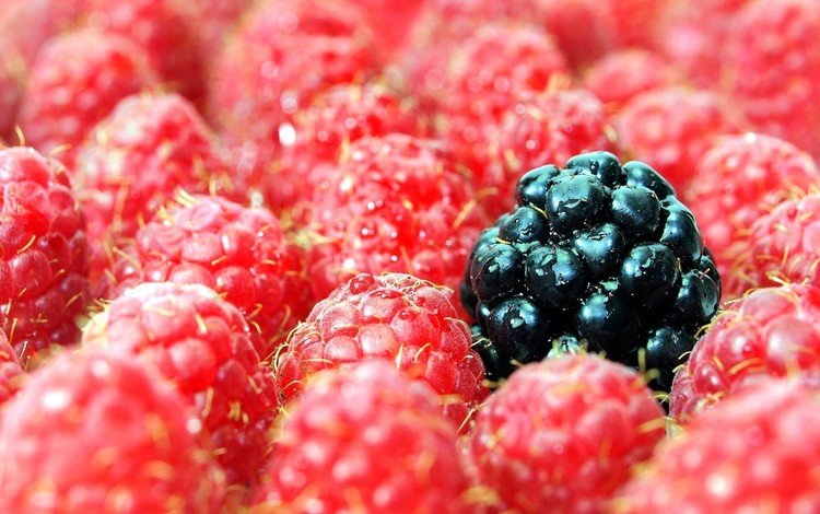 макро, малина, ягоды, ежевика, macro, raspberry, berries, blackberry