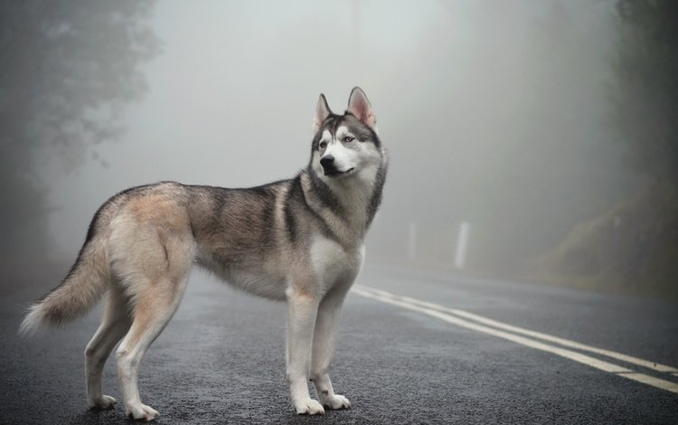 туман, изморось, сибирская хаски, fog, mist, siberian husky