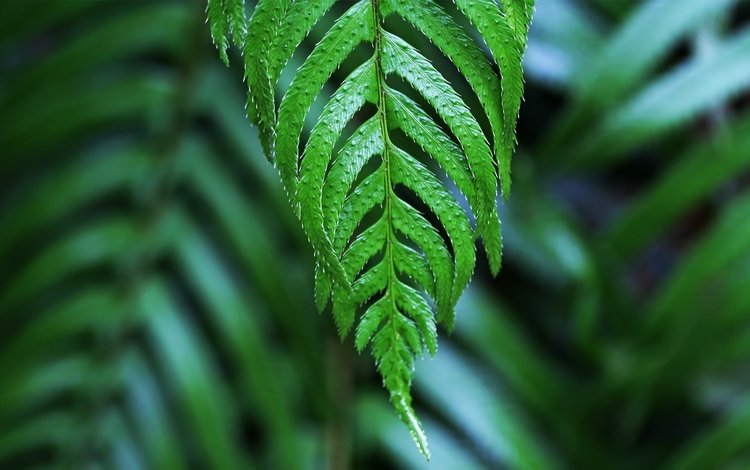 зелёный, макро, лист, растение, папоротник, green, macro, sheet, plant, fern