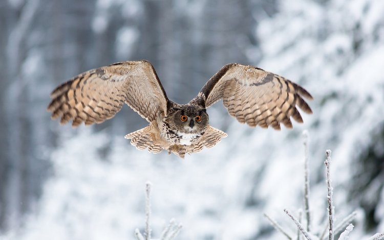 сова, зима, полет, взгляд, крылья, птица, owl, winter, flight, look, wings, bird