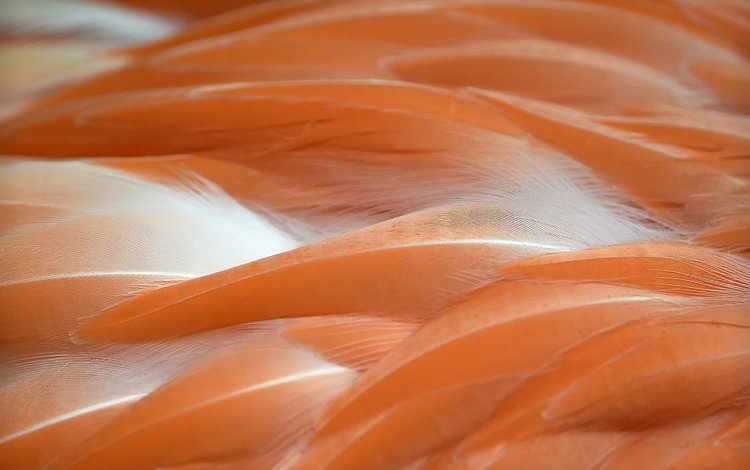 фламинго, цвет, перья, flamingo, color, feathers