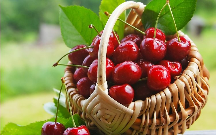 черешня, ягоды, лесные ягоды, вишня, корзинка, вишенка, парное, сладенько, cherry, berries, basket, fresh, sweet