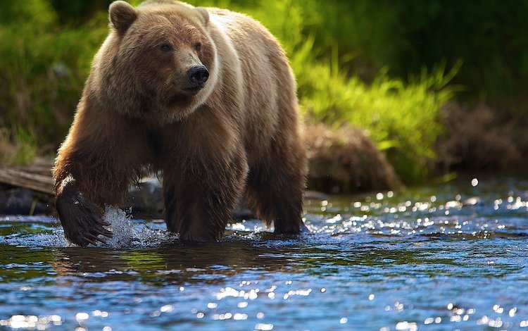 река, солнце, лето, медведь, блики, гризли, river, the sun, summer, bear, glare, grizzly