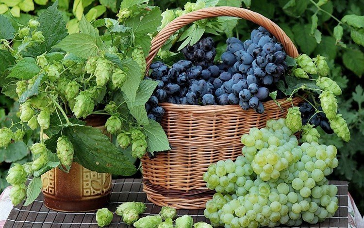 зелёный, виноград, черный, корзина, ягоды, гроздь, хмель, green, grapes, black, basket, berries, bunch, hops