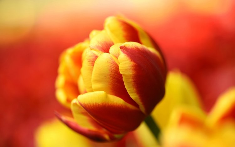 природа, макро, лепестки, бутон, тюльпан, nature, macro, petals, bud, tulip