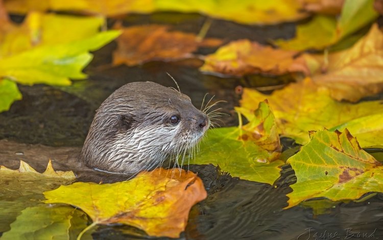 вода, листья, мордочка, осень, водоем, хищник, выдра, water, leaves, muzzle, autumn, pond, predator, otter