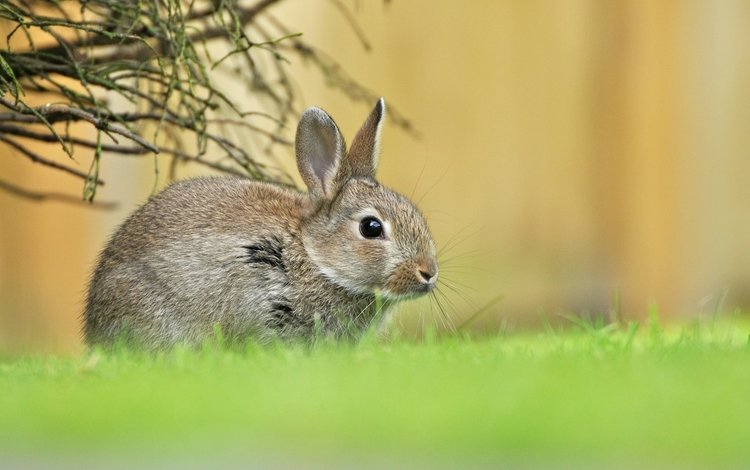 трава, зелень, весна, малыш, заяц, зайчонок, grass, greens, spring, baby, hare