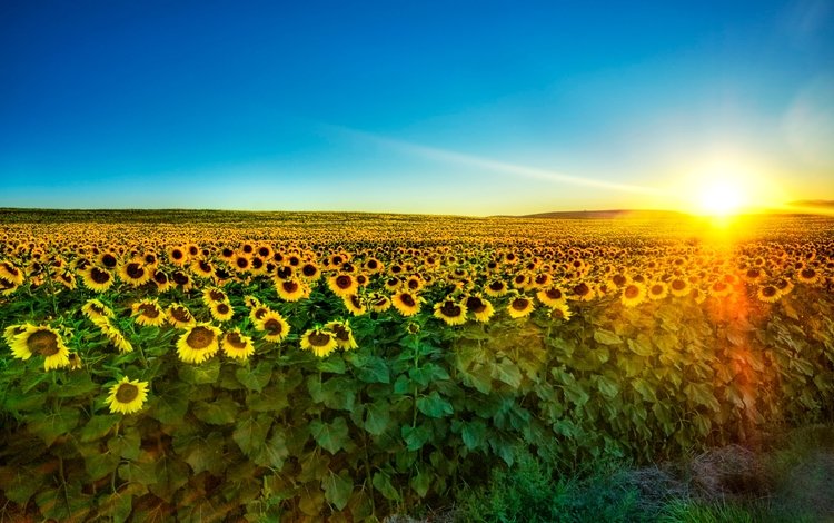 небо, солнце, утро, поле, лето, подсолнухи, синее, the sky, the sun, morning, field, summer, sunflowers, blue