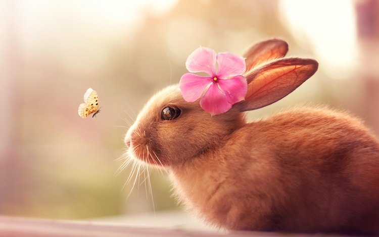 насекомое, цветок, шерсть, бабочка, кролик, уши, зайчик, insect, flower, wool, butterfly, rabbit, ears, bunny