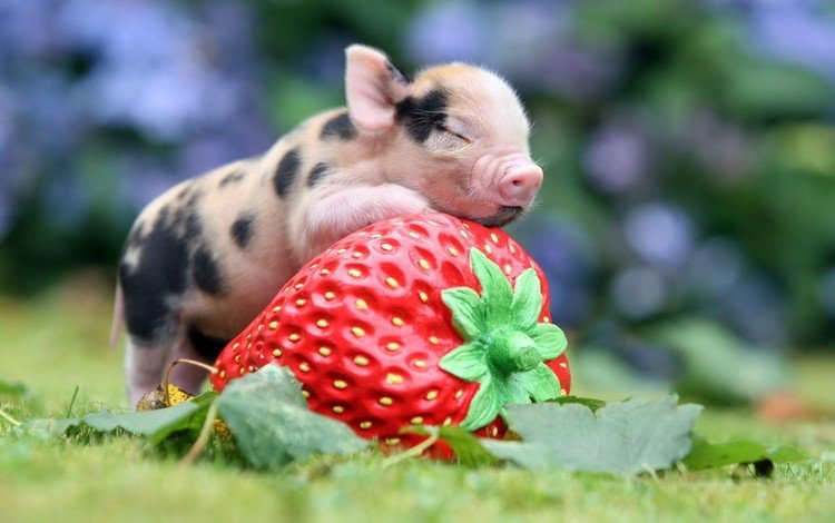 природа, клубника, размытость, свинья, поросенок, nature, strawberry, blur, pig