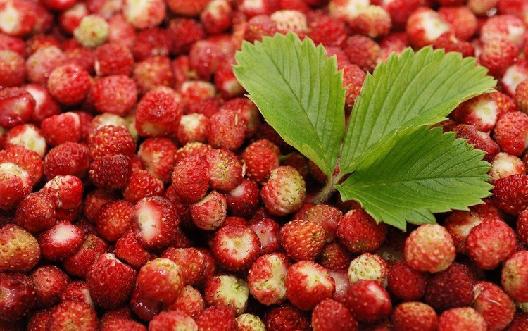 фон, красная, ягоды, листик, земляника, background, red, berries, leaf, strawberries