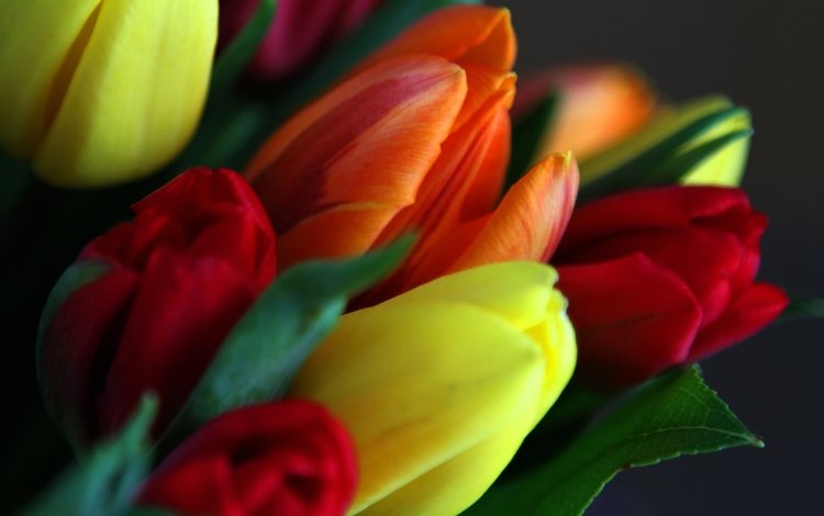 цветы, листья, лепестки, весна, букет, тюльпаны, flowers, leaves, petals, spring, bouquet, tulips