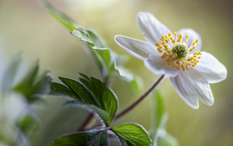 цветок, белый, боке, анемона, ветреница, flower, white, bokeh, anemone