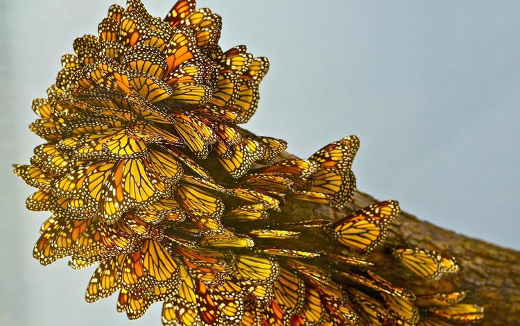крылья, насекомые, бабочки, желто-черные, монарх, wings, insects, butterfly, yellow-black, monarch