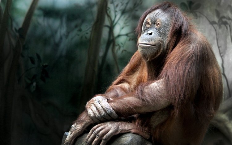природа, обезьяна, примат, орангутанг, орангутан, nature, monkey, the primacy of, orangutan