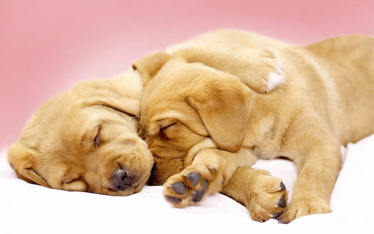 щенки, лабрадор, собаки, ретривер, милые, спящие, puppies, labrador, dogs, retriever, cute, sleeping