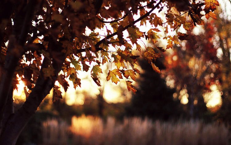 природа, дерево, листья, закат, листва, осень, клен, nature, tree, leaves, sunset, foliage, autumn, maple