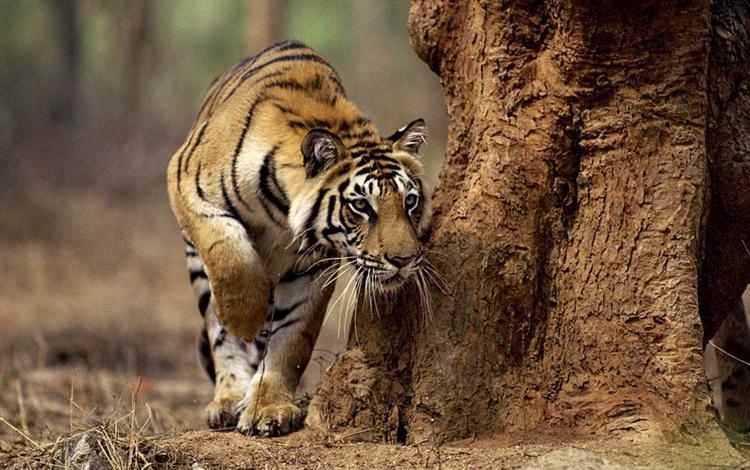 тигр, морда, усы, лапы, хищник, большая кошка, охота, tiger, face, mustache, paws, predator, big cat, hunting
