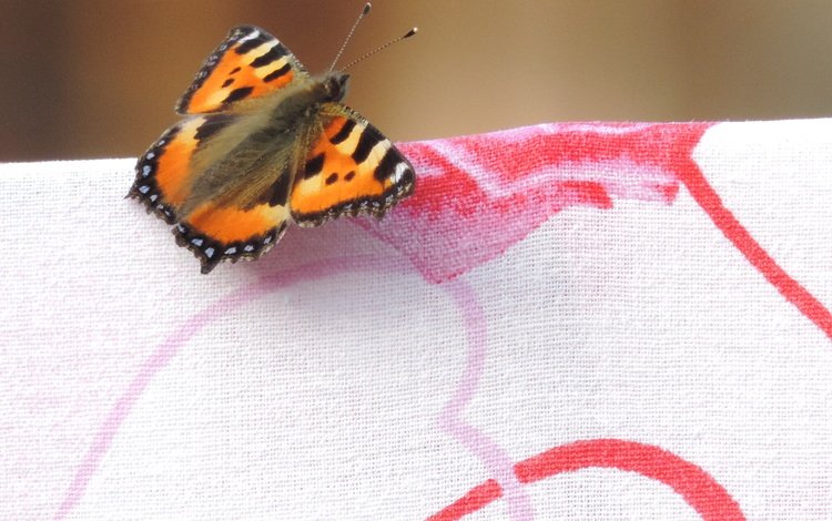 рисунок, макро, насекомое, бабочка, крылья, ткань, figure, macro, insect, butterfly, wings, fabric