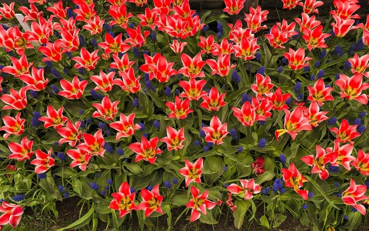 лепестки, сад, весна, тюльпаны, клумба, petals, garden, spring, tulips, flowerbed