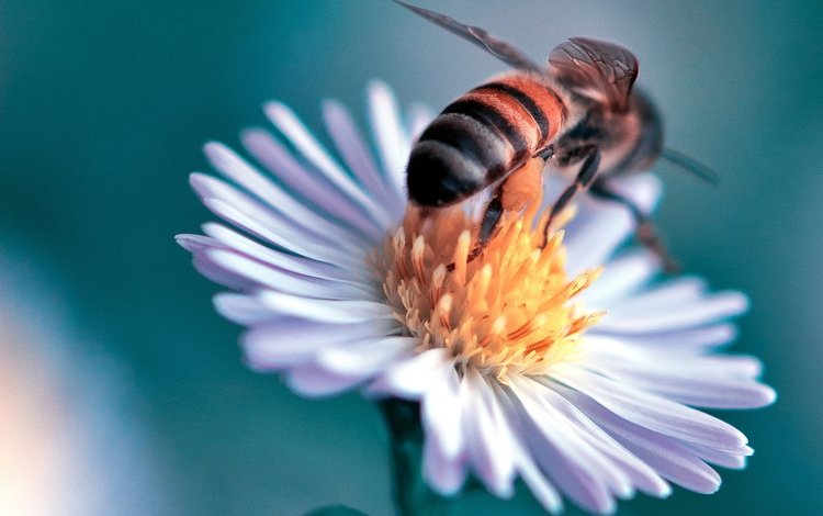 макро, насекомое, цветок, пчела, маргаритка, danny perez photography, macro, insect, flower, bee, daisy