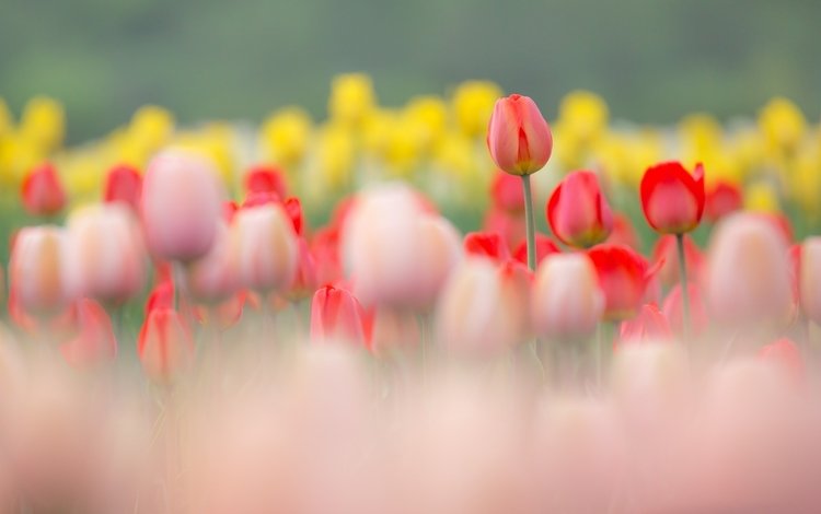 цветы, бутоны, лепестки, размытость, весна, тюльпаны, тульпаны,  цветы, flowers, buds, petals, blur, spring, tulips