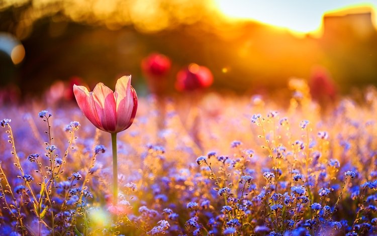 цветы, закат, поле, тюльпан, незабудки, полевые, flowers, sunset, field, tulip, forget-me-nots