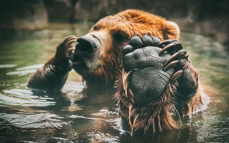 медведь, купание, лапа, бурый, bear, bathing, paw, brown