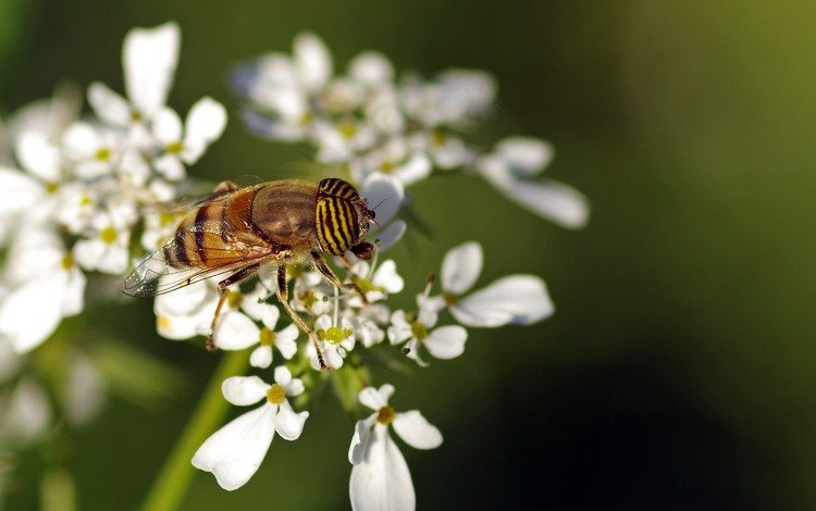 цветы, макро, насекомое, белые, пчела, муха, ziva & amir, трутень, flowers, macro, insect, white, bee, fly, drone