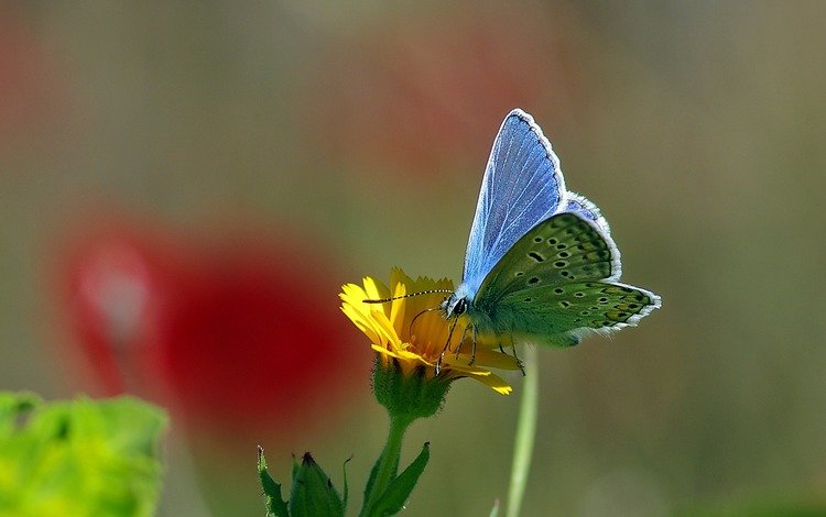 желтый, макро, насекомое, цветок, бабочка, нектар, ziva & amir, yellow, macro, insect, flower, butterfly, nectar