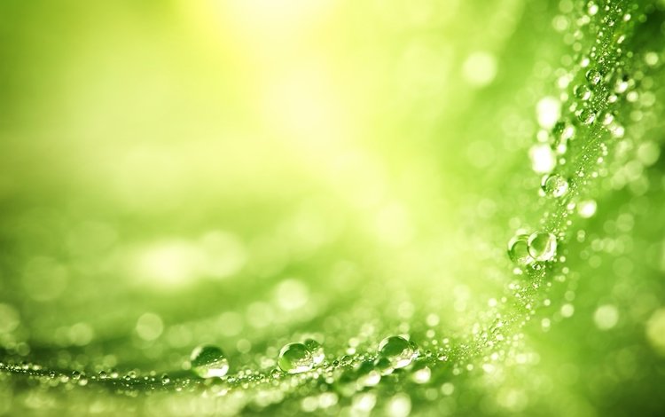 зелёный, макро, капли, воды, лист, green, macro, drops, water, sheet