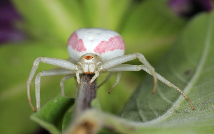 зелёный, макро, насекомое, лист, паук, бело-розовый, green, macro, insect, sheet, spider, pink and white